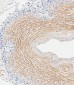 SCEL Antibody (Center)