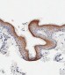 SCEL Antibody (Center)