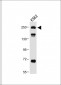 ATG2A Antibody (Center)