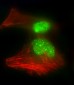 HNRNPR Antibody (N-term)