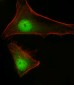 STAT1 Antibody (C-term)