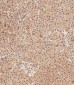 UBE4B Antibody (N-term)