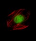 Mouse Nkx2-5 Antibody (Center)