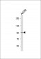 ADAMTS17 Antibody (Center)