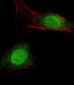 BAP1 Antibody (N-term)