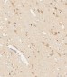 RGMB Antibody