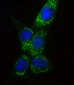 COXIV Antibody