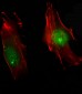 Phospho-HIST1H3B3(S10) Antibody