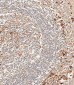 CD63 Antibody (C-term)