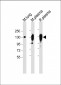 AP7340c-CP-Antibody-Center