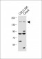 TNIK(S764) Antibody