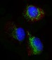 GLS Antibody (C-term)