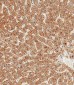 ASGR1 Antibody (N-term)