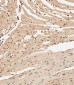 Mouse Nkx2-5 Antibody (Center)