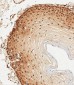 HSPA1A/HSPA1B Antibody (Y41)
