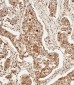 HSPA1A/HSPA1B Antibody (Y41)