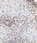 CREB(S133) Antibody