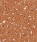 NSE Antibody (Y25)