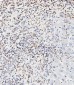 Phospho-CREB(S133) Antibody