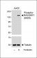 Phospho-RASGRF1(S929) Antibody
