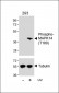 Phospho-MAPK14(T180) Antibody