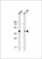 TFB2M Antibody (C-term)