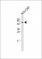 TRIM7  Antibody (N-term)
