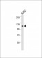 LRIG2 Antibody (C-term)