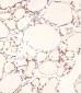 PDCD4 Antibody (Center)