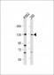 BARON Antibody (N-term)