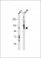 AC133 (CD133) Antibody (C-term)