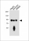 PROX1 Antibody (Center)