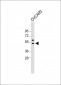 (Mouse) Sox17 Antibody (C-term)