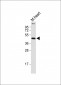 (Mouse) Sox17 Antibody (C-term)