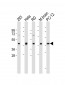 PDHE1A(S232) Antibody