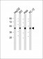 PDHE1A(S232) Antibody