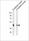 WNT10B Antibody (Center)