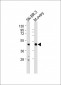 INHA Antibody (N-term)