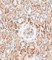 PHB2 Antibody (Y248)