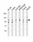 NLRP12 Antibody
