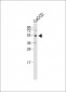 HARS Antibody (N-term)