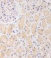 Raptor Antibody (S863)