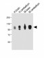 MAG Antibody (Center)