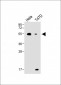 B4GalT1 Antibody (C-term)