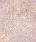 FCGR1B Antibody (C-term)