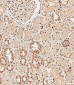 ABCF1 Antibody (C-term)
