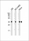 UCH37 (UCHL5) Antibody