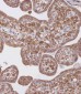 WDR41 Antibody (C-term)