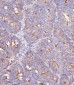 Interferon-inducible protein (IFITM3) Antibody (N-term)