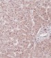 ID1 Antibody (Center)